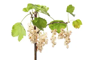 White Background Fruit Prints: White redcurrant (Ribes rubrum)