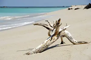 Turquoise Blue Waters Prints: White sandy beach, tree root washed ashore