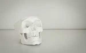 Close Up Details Prints: A white skull model is resting on a simple table surface in a bright