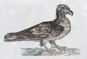 White-tailed eagle hand-coloured woodcut print, Ornithologiae