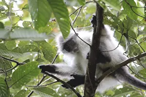 Prints of White-thighed surili, or leaf monkey, Presbytis siamensis, single adult looking downwards, Fraser's Hill, Bukit Fraser, Malaysia White-thighed surili, or leaf monkey, Presbytis siamensis Bukit Prints: White-thighed Surili Print, Fraser's Hill, Malaysia