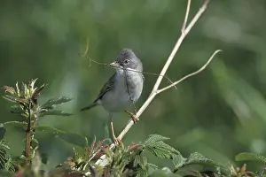 Whitethroat Bird Prints: Whitethroat (Sylvia communis) with nesting material