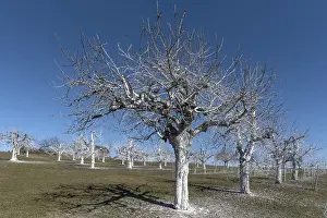 Deciduous Tree Pest Control Prints: Whitewashed cherry trees against sunlight and pests