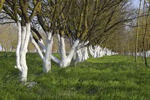 Framed Print : Whitewashed Tree Trunks Print Framed Print : Whitewashed Tree Trunks Print