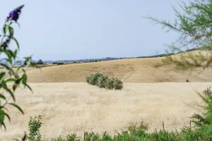 Clear Sky Landscape Prints: Wide fields with scattered trees under a clear sky