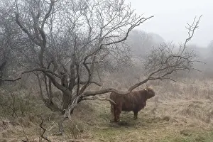 Highland Cow Prints: Wijk aan Zee Print: Highland Cow in Foggy Meadow