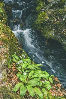 Wild Garlic Devon Prints: Wild Garlic over stream, Devon