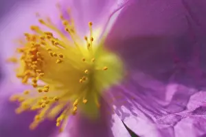 Close Up Macro Prints: Wild geranium