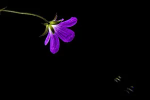 Dark Background Flowers Prints: Wild geranium, Geranium maculatum