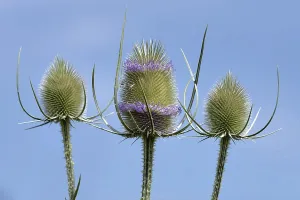 Medicinal Herb Images Prints: Wild teasel in bloom