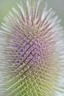 Dipsacus Fullonum Prints: Wild teasel (Dipsacus fullonum)