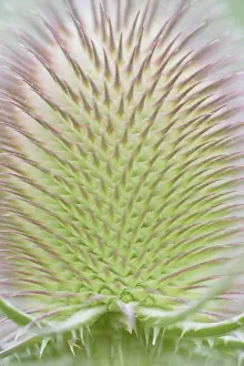 Dipsacus Fullonum Prints: Wild teasel (Dipsacus fullonum)