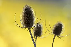 Moselle River Germany Prints: Wild teasel (Dipsacus fullonum)