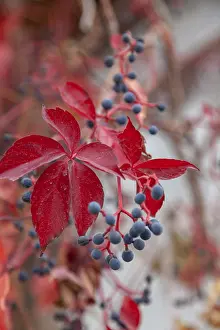 Prints of Wild Vine (Vitis vinifera subsp. sylvestris), Turkey Wild Turkey Prints: Wild Vine (Vitis vinifera subsp. sylvestris) Print, Turkey