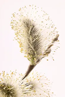 Nature Botany Images Prints: Willow