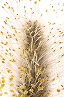 Close Up Nature Photography Prints: Willow
