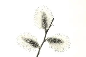 Spring Flowering Trees Prints: Willow