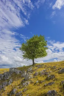 European Beech Solitary Tree Prints: Willow beech (Fagus sylvatica)
