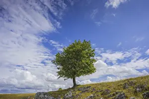 European Beech Forest Scenery Prints: Willow beech (Fagus sylvatica)
