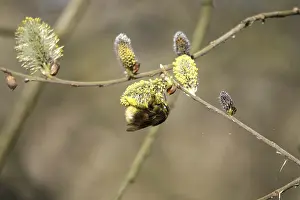 Central Europe Natural Environment Prints: Willow kitten with bumblebee, spring, Germany