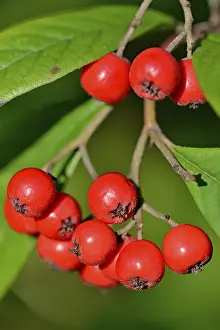 Red Berry Plant Prints: Willow-leaved cotoneaster (Cotoneaster salicifolius flococcus)
