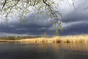 Cloudy Sky Over Water Prints: Willow tree with reeds, clouds