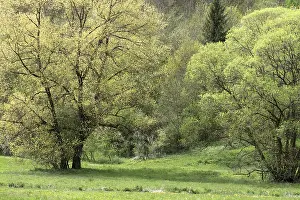 Willow Trees Germany Prints: Willow trees (Salix) in spring