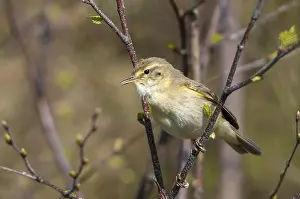 Willow Warbler Prints: Willow Warbler leaf warbler, phylloscopus trochilus