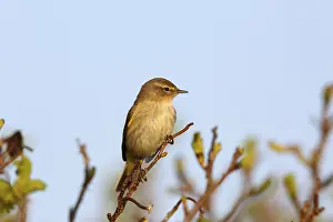 Willow Warbler Prints: Willow Warbler (Phylloscopus trochilus)