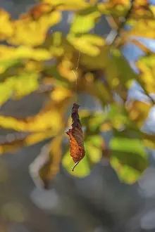Autumn Color Germany Prints: Wilted leaf in autumn hangs on a thread