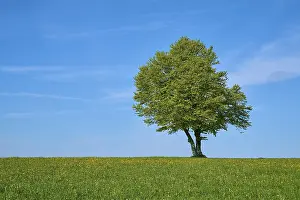 Dandelion Meadow Prints: Wind beech in dandelion meadow in spring