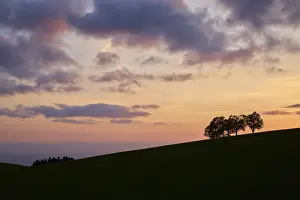 Sunset In Germany Prints: Wind beeches at sunset with cloudy sky in spring
