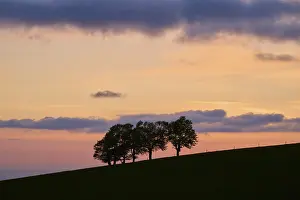 Cloudy Sky Germany Prints: Wind beeches at sunset with cloudy sky in spring