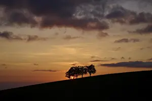 Black Forest Sunset Prints: Wind beeches at sunset with cloudy sky in spring