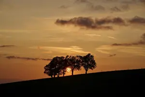Black Forest Germany Landscape Prints: Wind beeches at sunset in spring
