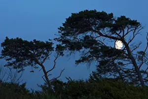 Evening Atmosphere Nature Reserve Prints: Wind-blown trees with the moon
