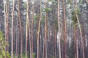 German Forest Landscape Prints: Wind and rain in front of a forest