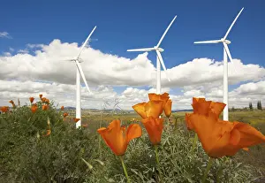 Deserted Wind Farm Scene Prints: Wind turbines against dramatic sky
