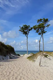 European Beech Tree Prints: Windfighter