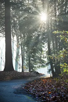 Sunlight In The Woods Prints: Winding path through a forest, foliage to the right and left of the path