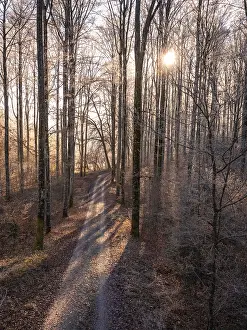 Winter Forest Germany Prints: A winding path through a wintry forest