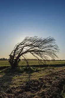 Images Dated 19th September 2024: Windswept Eucalyptus Tree Print