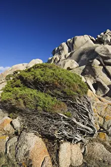 Mediterranean Sea Rock Formation Prints: Windswept Juniper Tree at Capo Testa