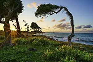Evening Sun Atmosphere Prints: Windswept tree at Pointe Allegre