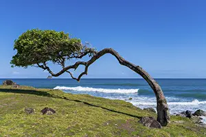 French Antilles Landscape Prints: Windswept tree at Pointe Allegre