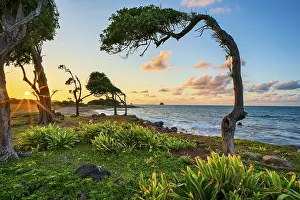 Images Dated 30th March 2024: Windswept Tree Print, Guadeloupe Sunset