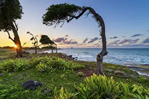 Images Dated 30th March 2024: Windswept tree print at sunset, Guadeloupe