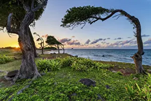 Images Dated 30th March 2024: Windswept Tree Print, Pointe Allgre, Guadeloupe
