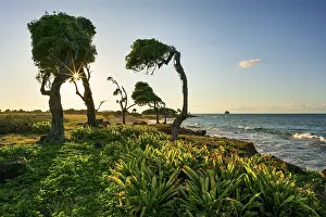 Images Dated 30th March 2024: Windswept tree Print at Pointe Allgre, Guadeloupe