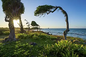 Images Dated 30th March 2024: Windswept Tree Print at Sunset, Guadeloupe